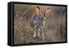 Black-tailed jackrabbit running through grassland, Texas, USA-Karine Aigner-Framed Stretched Canvas