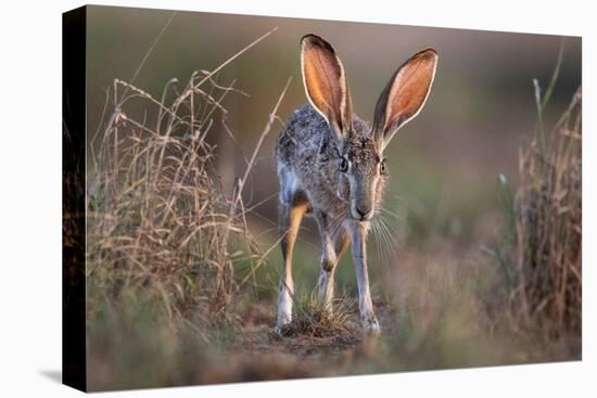 Black-tailed jackrabbit running through grassland, Texas, USA-Karine Aigner-Stretched Canvas