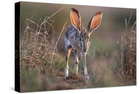 Black-tailed jackrabbit running through grassland, Texas, USA-Karine Aigner-Stretched Canvas