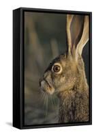 Black-Tailed Jackrabbit Wildlife, USA-Gerry Reynolds-Framed Stretched Canvas