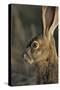 Black-Tailed Jackrabbit Wildlife, USA-Gerry Reynolds-Stretched Canvas