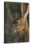 Black-Tailed Jackrabbit Wildlife, USA-Gerry Reynolds-Stretched Canvas