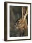 Black-Tailed Jackrabbit Wildlife, USA-Gerry Reynolds-Framed Photographic Print