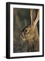 Black-Tailed Jackrabbit Wildlife, USA-Gerry Reynolds-Framed Photographic Print