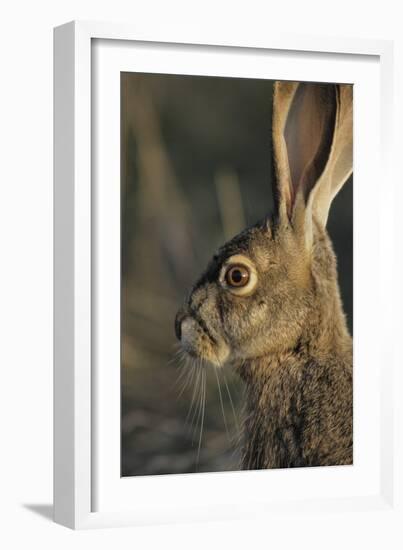 Black-Tailed Jackrabbit Wildlife, USA-Gerry Reynolds-Framed Photographic Print