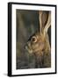 Black-Tailed Jackrabbit Wildlife, USA-Gerry Reynolds-Framed Photographic Print