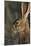 Black-Tailed Jackrabbit Wildlife, USA-Gerry Reynolds-Mounted Photographic Print