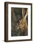 Black-Tailed Jackrabbit Wildlife, USA-Gerry Reynolds-Framed Photographic Print