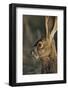 Black-Tailed Jackrabbit Wildlife, USA-Gerry Reynolds-Framed Photographic Print