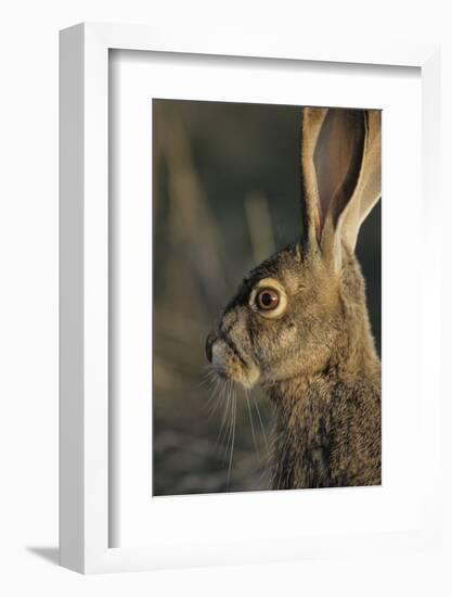 Black-Tailed Jackrabbit Wildlife, USA-Gerry Reynolds-Framed Photographic Print