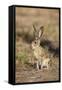 Black-Tailed Jackrabbit-null-Framed Stretched Canvas