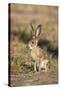 Black-Tailed Jackrabbit-null-Stretched Canvas