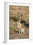 Black-Tailed Jackrabbit-null-Framed Photographic Print