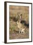 Black-Tailed Jackrabbit-null-Framed Photographic Print