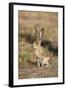 Black-Tailed Jackrabbit-null-Framed Photographic Print