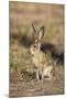 Black-Tailed Jackrabbit-null-Mounted Photographic Print