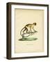 Black-Tailed Marmoset-null-Framed Giclee Print