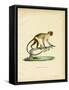 Black-Tailed Marmoset-null-Framed Stretched Canvas