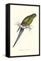 Black Tailed Parakeet(Female) - Polypelis Anthopeplus-Edward Lear-Framed Stretched Canvas