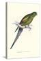 Black Tailed Parakeet(Female) - Polypelis Anthopeplus-Edward Lear-Stretched Canvas