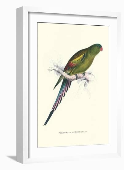 Black Tailed Parakeet(Female) - Polypelis Anthopeplus-Edward Lear-Framed Art Print