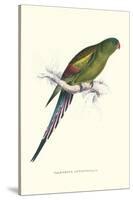 Black Tailed Parakeet(Female) - Polypelis Anthopeplus-Edward Lear-Stretched Canvas