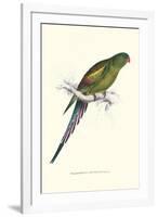 Black Tailed Parakeet(Female) - Polypelis Anthopeplus-Edward Lear-Framed Art Print