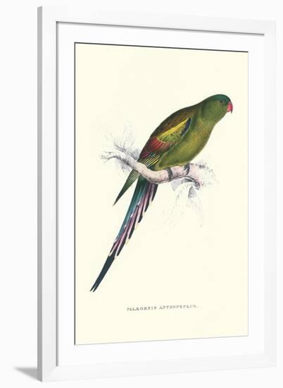 Black Tailed Parakeet(Female) - Polypelis Anthopeplus-Edward Lear-Framed Art Print