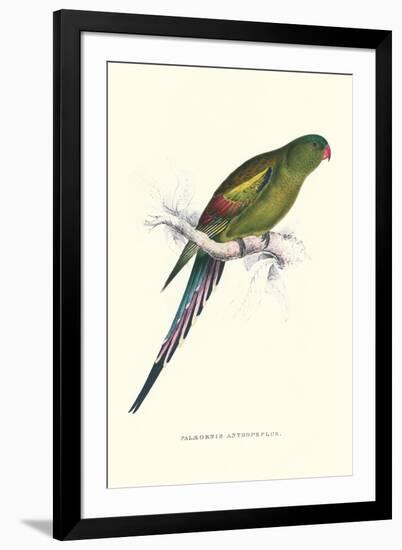 Black Tailed Parakeet(Female) - Polypelis Anthopeplus-Edward Lear-Framed Art Print