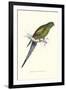 Black Tailed Parakeet(Female) - Polypelis Anthopeplus-Edward Lear-Framed Art Print