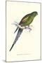 Black Tailed Parakeet(Female) - Polypelis Anthopeplus-Edward Lear-Mounted Art Print