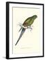 Black Tailed Parakeet(Female) - Polypelis Anthopeplus-Edward Lear-Framed Art Print