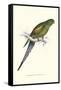 Black Tailed Parakeet(Female) - Polypelis Anthopeplus-Edward Lear-Framed Stretched Canvas