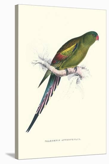 Black Tailed Parakeet(Female) - Polypelis Anthopeplus-Edward Lear-Stretched Canvas