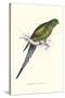 Black Tailed Parakeet(Female) - Polypelis Anthopeplus-Edward Lear-Stretched Canvas