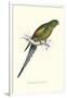 Black Tailed Parakeet(Female) - Polypelis Anthopeplus-Edward Lear-Framed Art Print