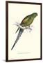 Black Tailed Parakeet(Female) - Polypelis Anthopeplus-Edward Lear-Framed Art Print