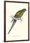 Black Tailed Parakeet(Female) - Polypelis Anthopeplus-Edward Lear-Framed Art Print