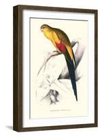 Black Tailed Parakeet(Male) - Polypelis Anthopeplus-Edward Lear-Framed Art Print