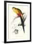 Black Tailed Parakeet(Male) - Polypelis Anthopeplus-Edward Lear-Framed Art Print