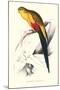 Black Tailed Parakeet(Male) - Polypelis Anthopeplus-Edward Lear-Mounted Art Print