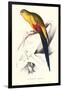 Black Tailed Parakeet(Male) - Polypelis Anthopeplus-Edward Lear-Framed Art Print