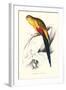 Black Tailed Parakeet(Male) - Polypelis Anthopeplus-Edward Lear-Framed Art Print