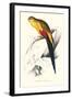 Black Tailed Parakeet(Male) - Polypelis Anthopeplus-Edward Lear-Framed Art Print