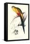 Black Tailed Parakeet(Male) - Polypelis Anthopeplus-Edward Lear-Framed Stretched Canvas