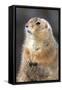 Black-Tailed Prairie Dog Basking in Winter Sunshine-null-Framed Stretched Canvas