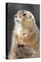 Black-Tailed Prairie Dog Basking in Winter Sunshine-null-Stretched Canvas