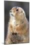 Black-Tailed Prairie Dog Basking in Winter Sunshine-null-Mounted Photographic Print