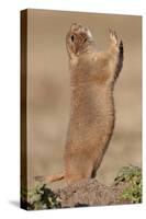 Black-Tailed Prairie Dog (Blacktail Prairie Dog) (Cynomys Ludovicianus) Calling-James Hager-Stretched Canvas