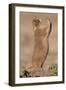 Black-Tailed Prairie Dog (Blacktail Prairie Dog) (Cynomys Ludovicianus) Calling-James Hager-Framed Photographic Print